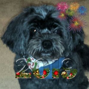 Meet your Posher, Lee